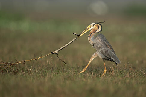 Final attempt, Utolsó kísérlet