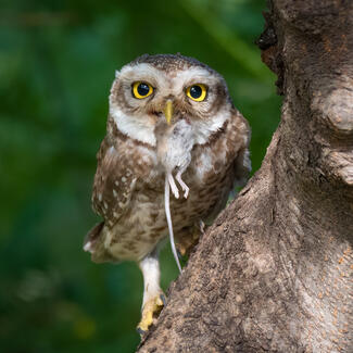 Owl with Prop Owl with Prop