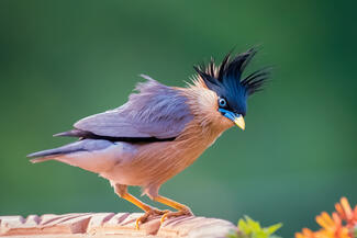 Bad Hair Day