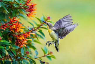 Nectar Love Nectar Love