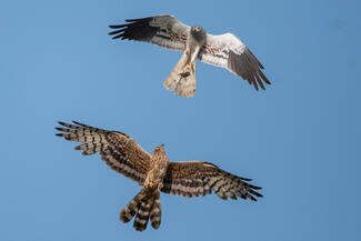 A pocok utolsó dobása