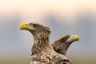 Eltérő álláspont