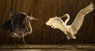 A fehér mindent visz