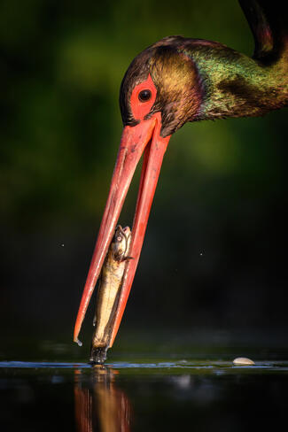 Szemtől szemben zsákmány és ragadozó
