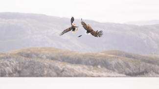 Hoppá, hoppon maradtak!