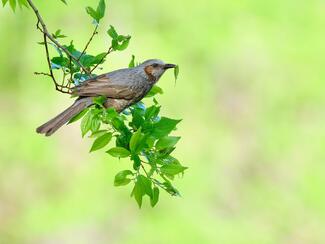 Egy kis harapnivaló