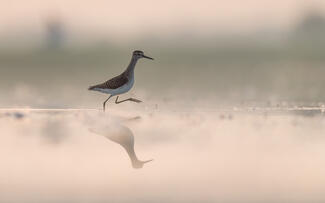 Kengyelfutó gyalogcankó