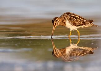 Tükörkép és nem több