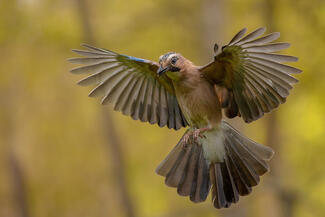 Széttárt szárnyak