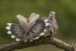 Szívemet adom Neked