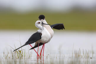 Mindent megígérek amit csak akarsz