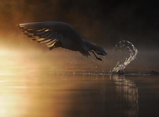 Elégedett távozás