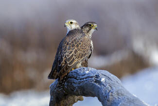 Dupla turul
