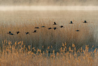 Batlák hajnali röpte