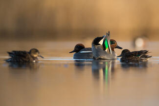 Csörögnek a csörgők