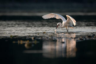 Dunai halász Dunai halász