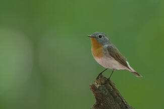 little singer