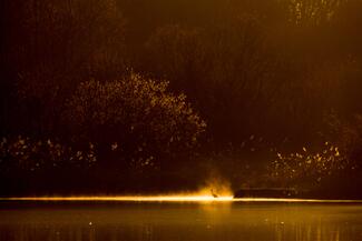 Vadászat rivaldafényben