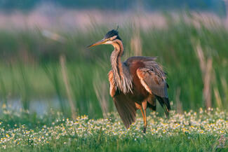 Séta a kamillásban