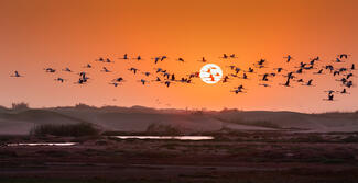 adarak naplementében