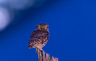 Mielőtt leszáll az éj