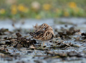 Tollászkodó sárszalonka