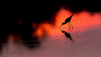Sunset with Stilt