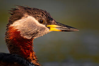 Vörösnyakú portré