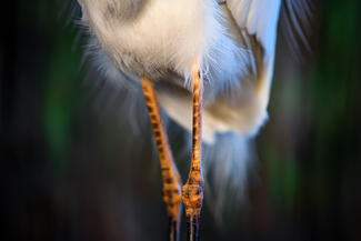 Lábak és násztollak