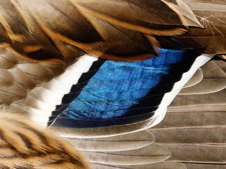 Kacsaország zászlaja