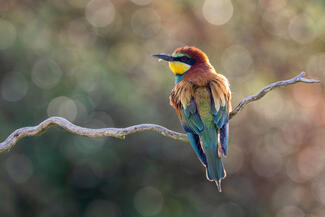 Bubis 