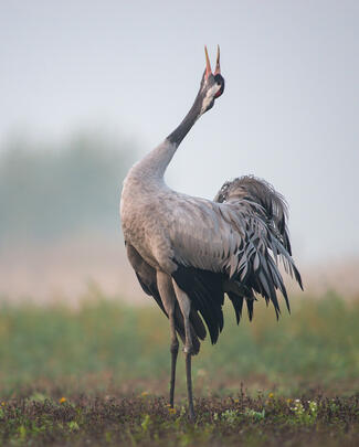 Vénasszony búcsúztató