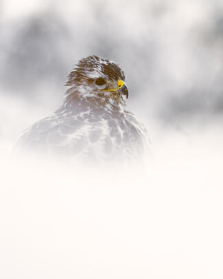 Egerészölyv portré