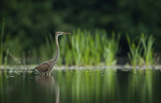 Egy pillanatnyi nyugalom