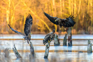 Sastánc a tuskókért