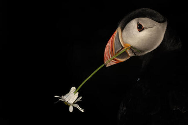 Sandra Kenyon: Picture perfect / Tökéletes pillanat